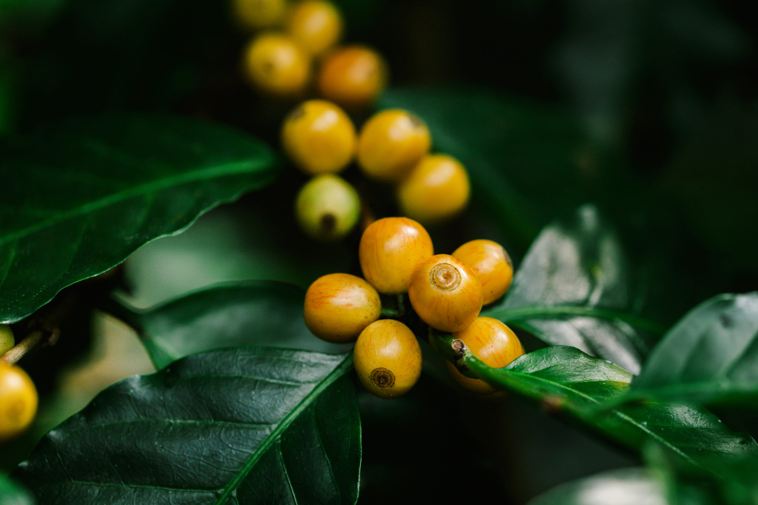 yellow catimor Coffee beans ripening on tree in North of thailan